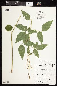 Desmodium cuspidatum image