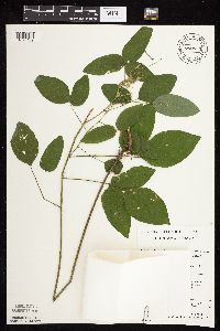 Desmodium cuspidatum image