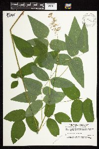 Desmodium cuspidatum image