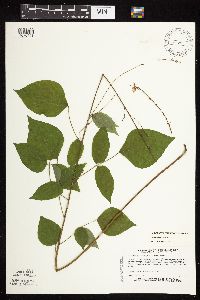 Desmodium cuspidatum image