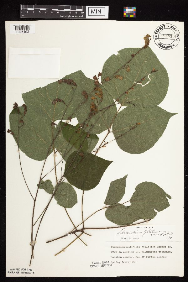 Desmodium glutinosum image