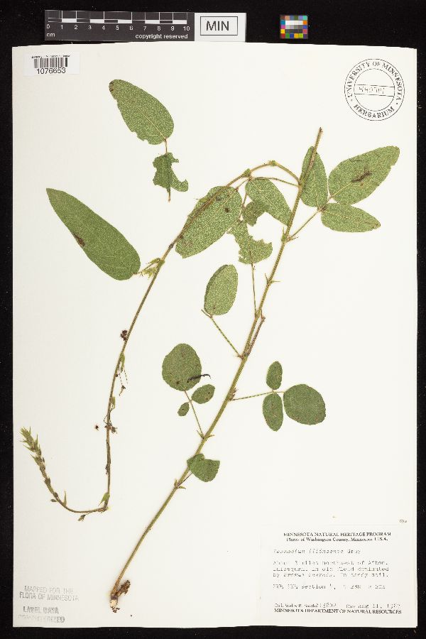 Desmodium illinoense image