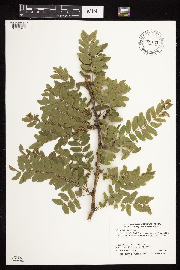 Gleditsia triacanthos image