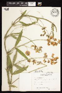 Lathyrus latifolius image