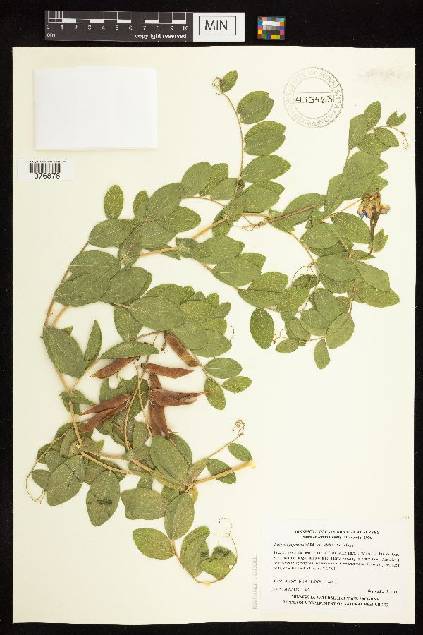 Lathyrus japonicus var. maritimus image