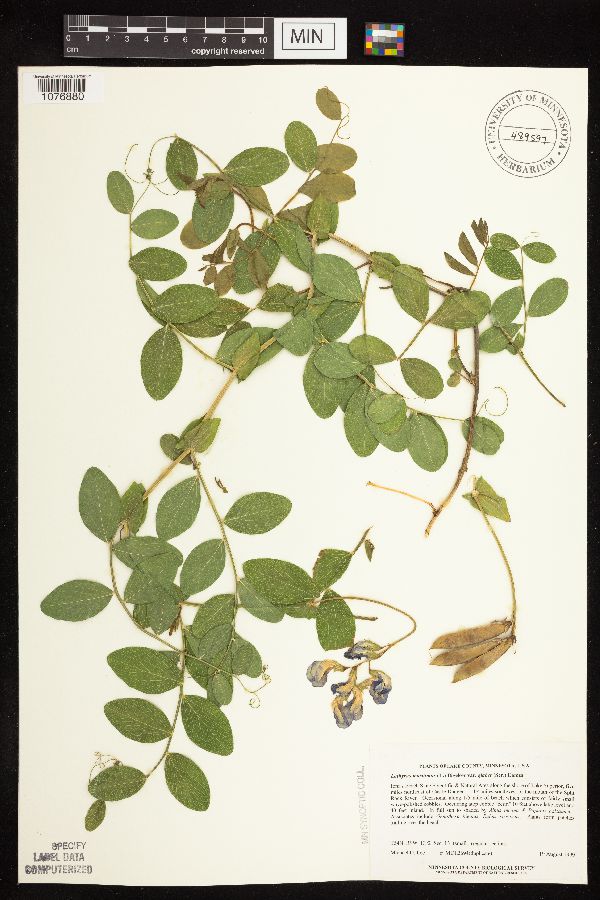 Lathyrus japonicus var. maritimus image