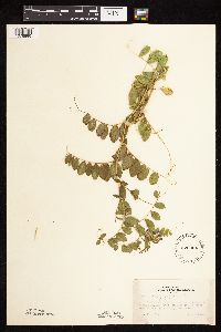 Lathyrus maritimus var. glaber image