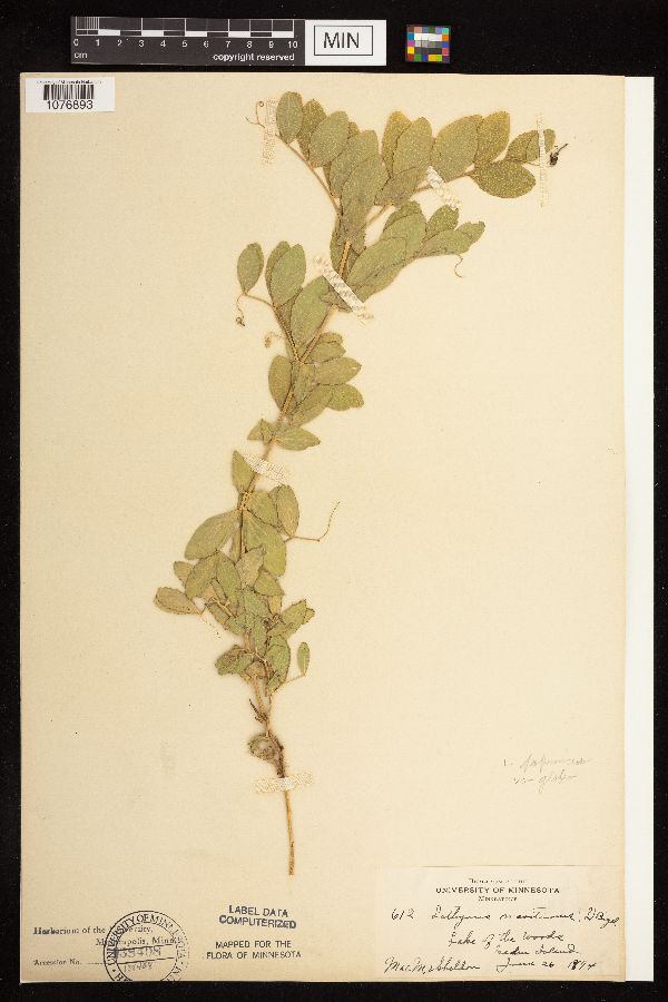 Lathyrus japonicus var. maritimus image