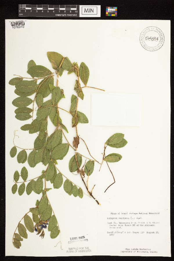 Lathyrus japonicus var. maritimus image