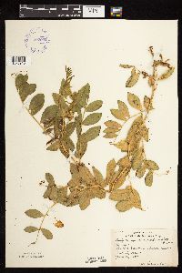 Lathyrus maritimus var. glaber image