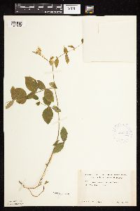 Lathyrus ochroleucus image