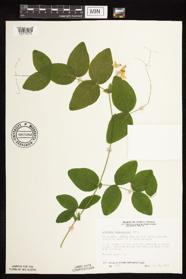 Lathyrus ochroleucus image