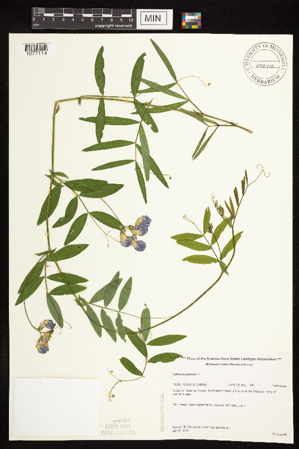Lathyrus palustris image