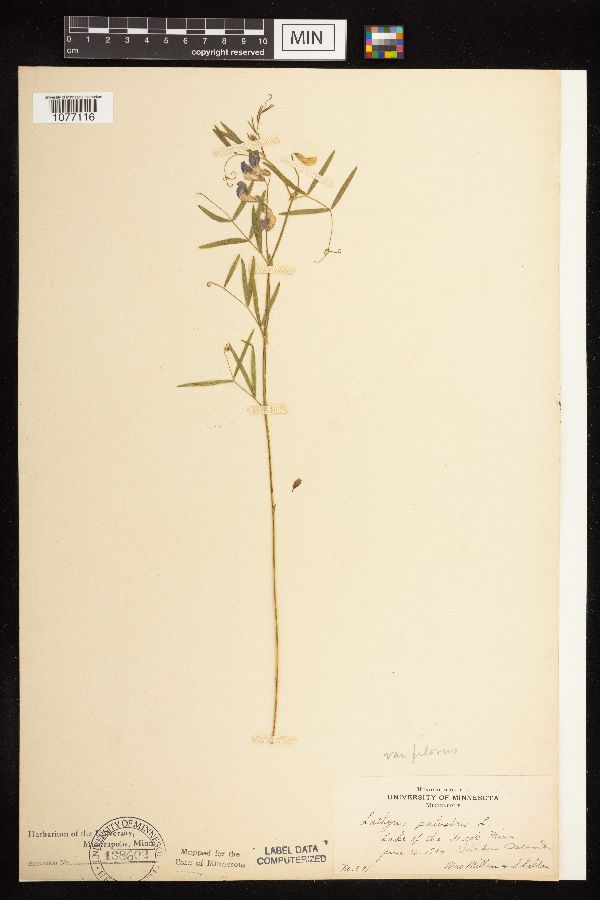 Lathyrus palustris image