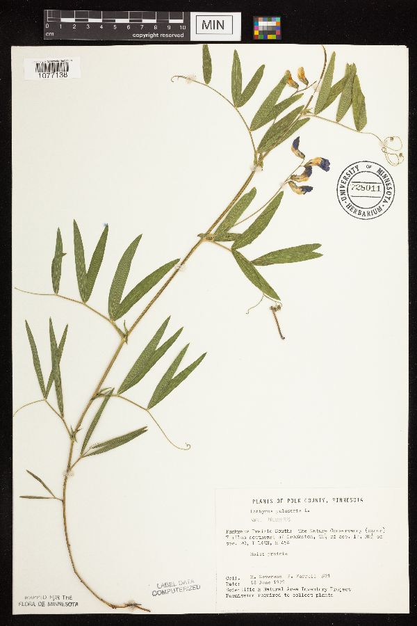 Lathyrus palustris image