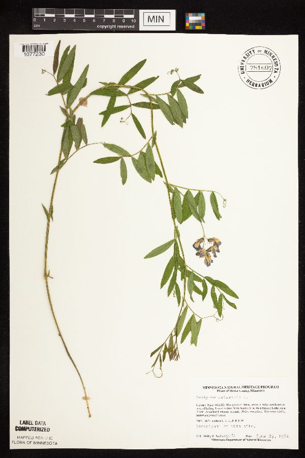 Lathyrus palustris image