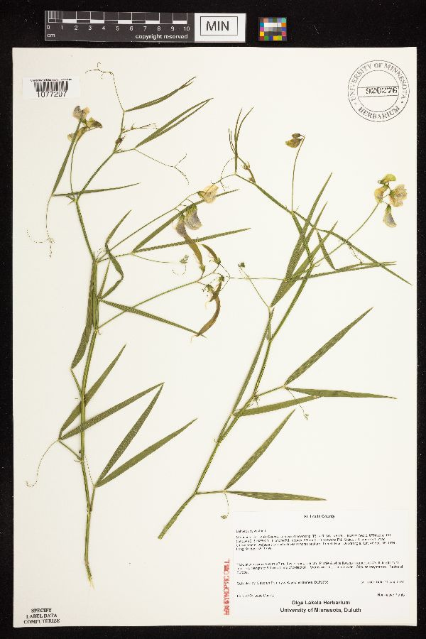 Lathyrus sylvestris image