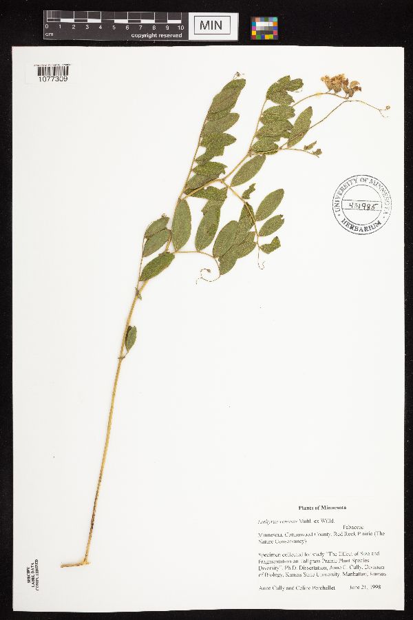 Lathyrus venosus var. intonsus image