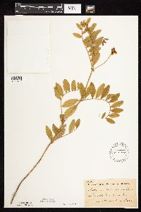 Lathyrus venosus image