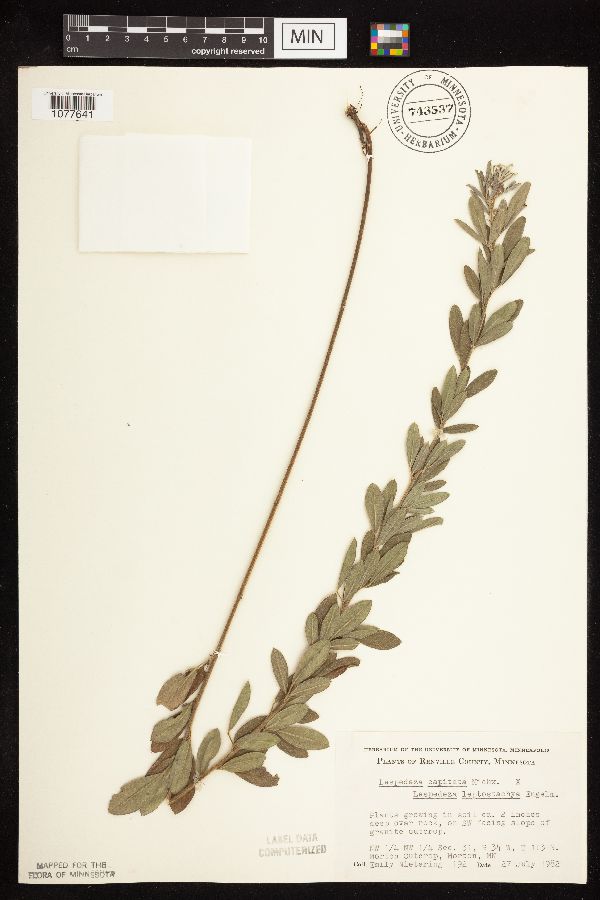 Lespedeza capitata x leptostachya image