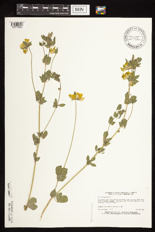 Lotus corniculatus var. corniculatus image