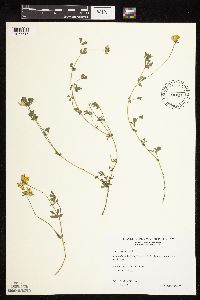 Lotus corniculatus var. corniculatus image