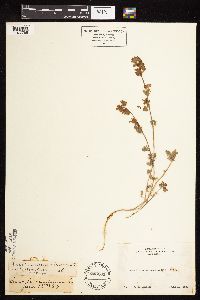 Lotus nevadensis image