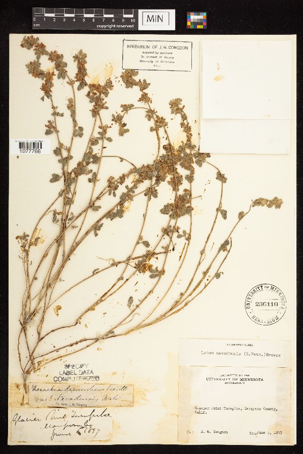 Lotus nevadensis image