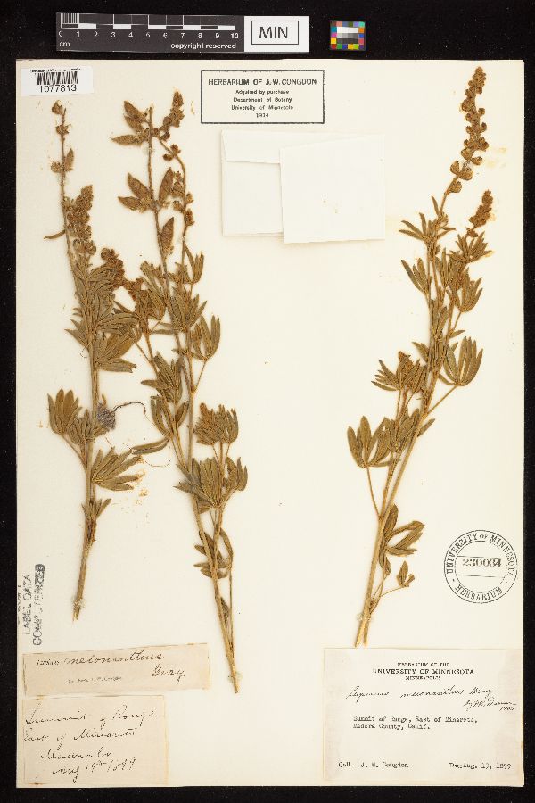 Lupinus meionanthus image