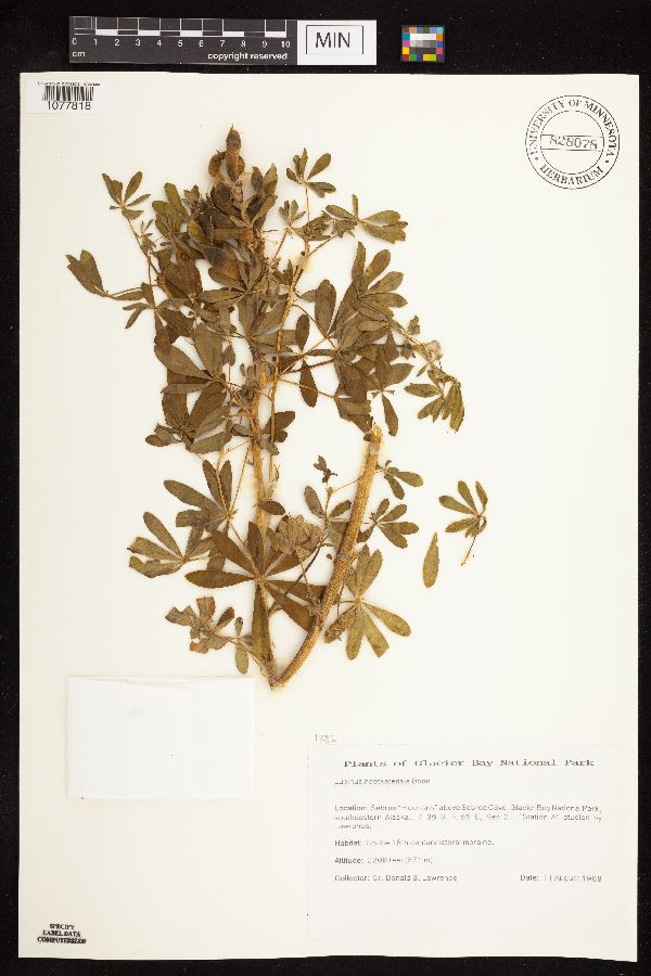 Lupinus nootkatensis image