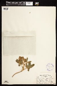 Lupinus nootkatensis image
