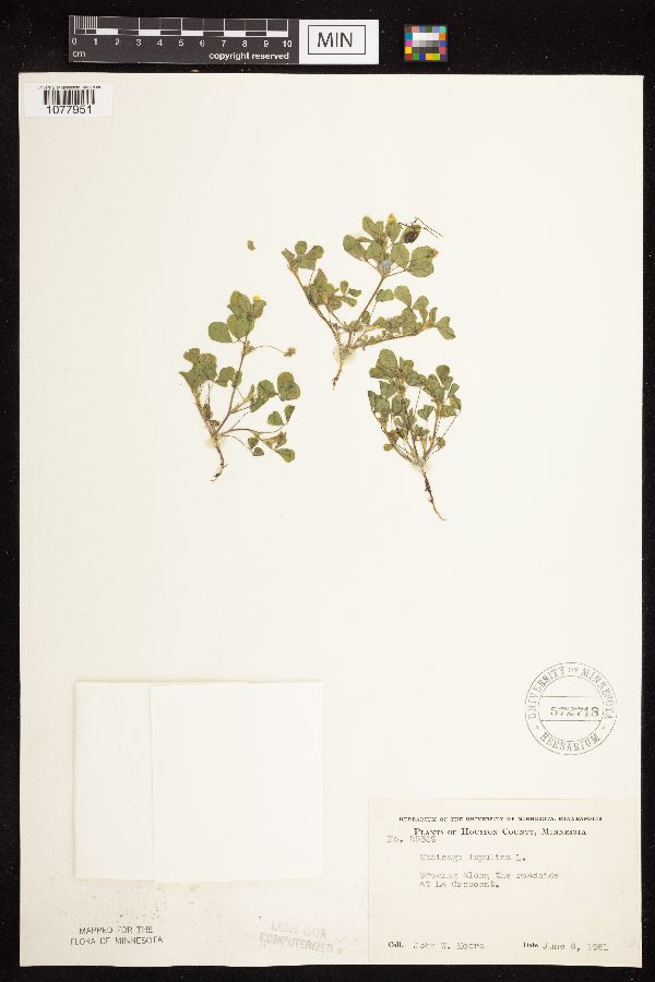 Medicago lupulina image