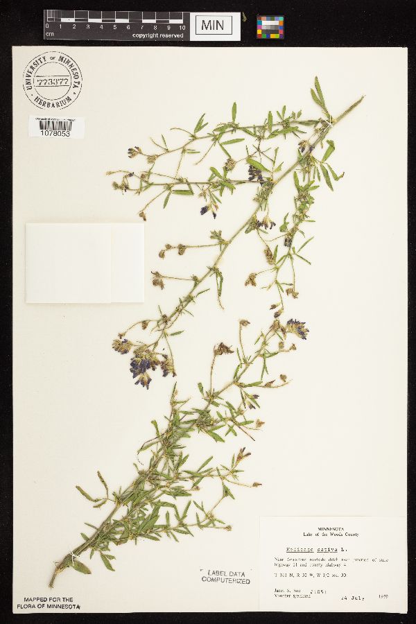 Medicago sativa image