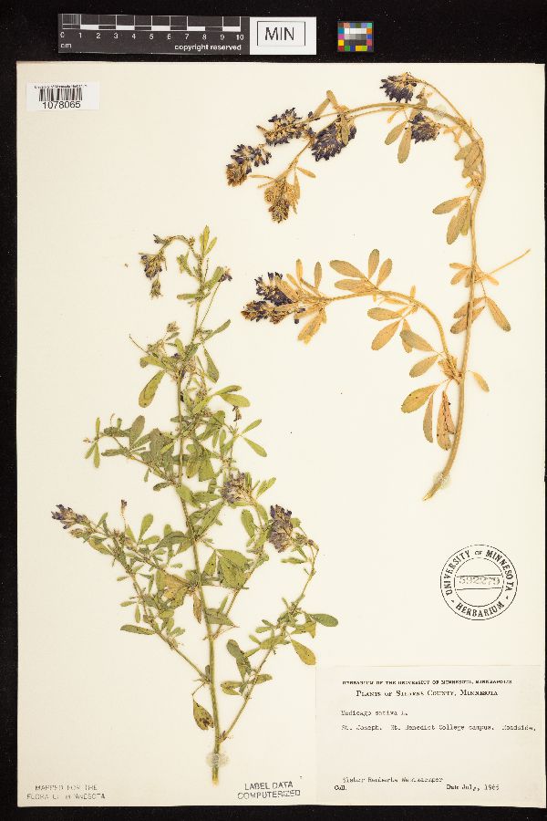 Medicago sativa image