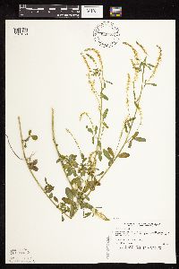 Melilotus officinalis image