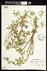 Melilotus officinalis image