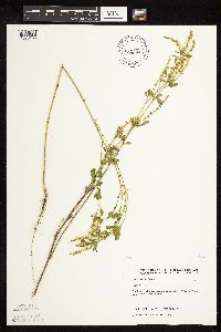 Melilotus officinalis image