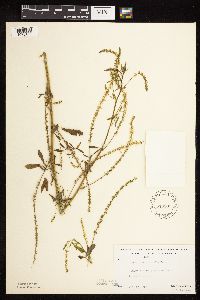 Melilotus officinalis image