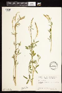 Melilotus officinalis image