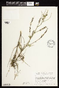 Melilotus officinalis image