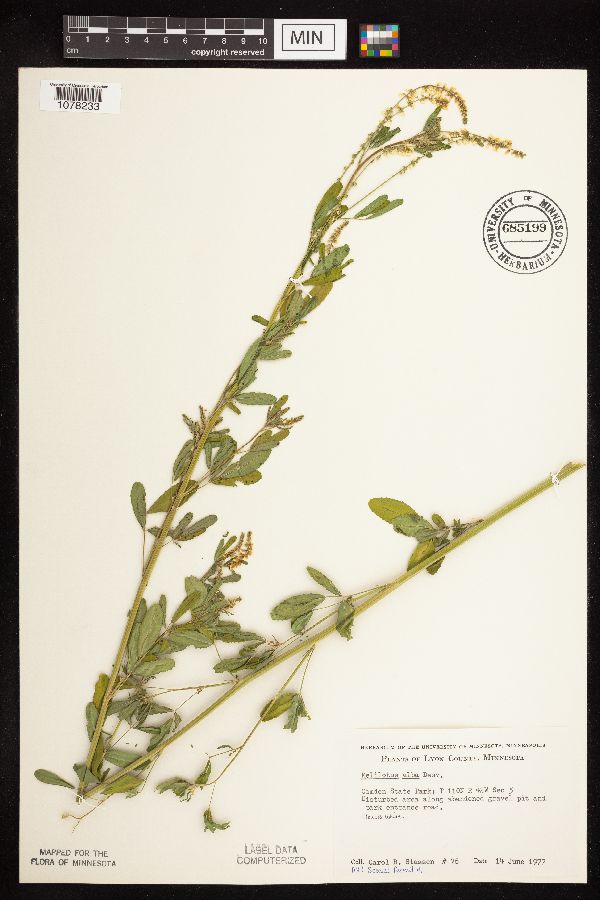 Melilotus officinalis image