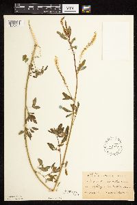 Melilotus officinalis image