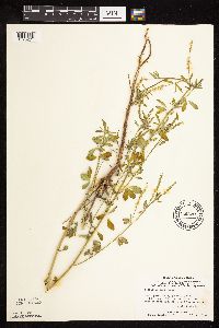 Melilotus officinalis image