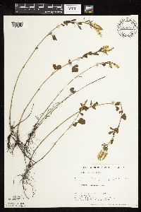 Melilotus officinalis image