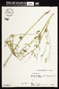 Melilotus officinalis image