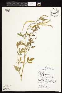 Melilotus officinalis image