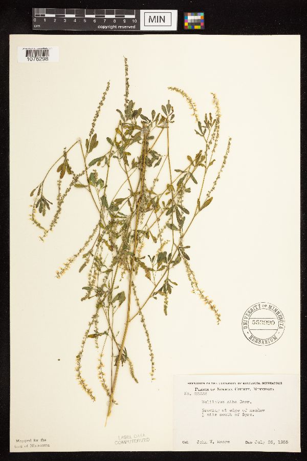 Melilotus officinalis image