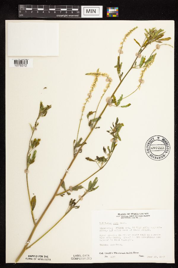 Melilotus officinalis image