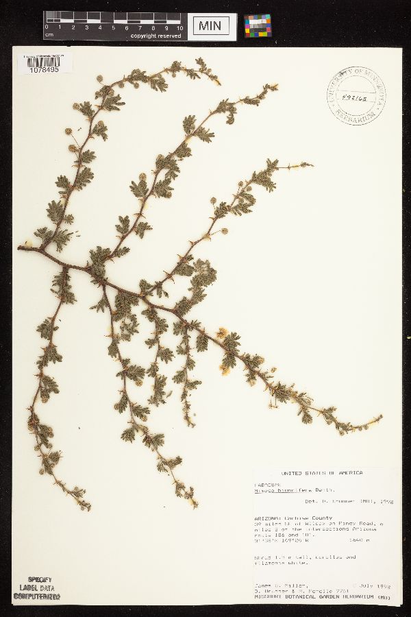 Mimosa biuncifera image