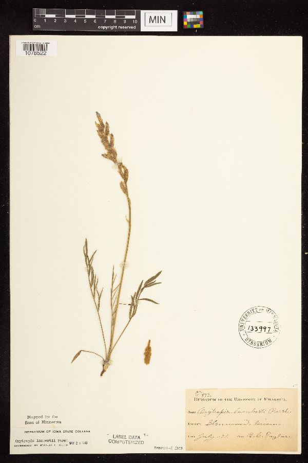 Oxytropis lambertii image